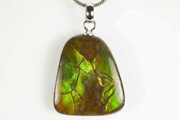 Brilliant Ammolite Pendant (Necklace) - Alberta, Canada #312475